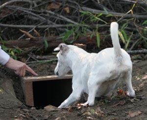 History of Earthdog Test 2