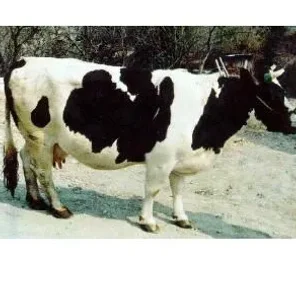 Burlina