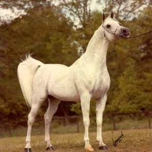 ANSATA SHAH ZAMAN