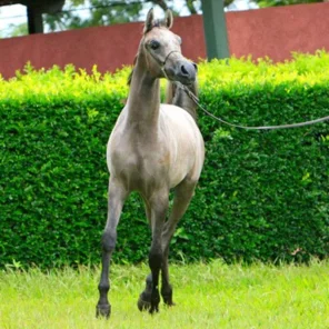 Prince El Power JQ