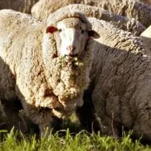 Merino