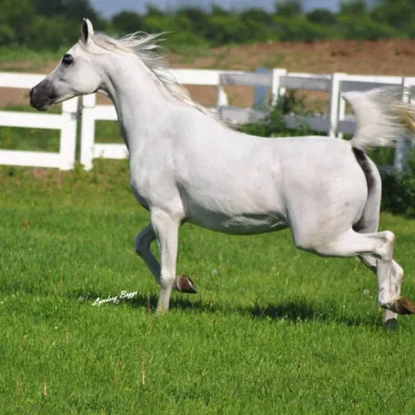 *Zerlina JM is bred to Scottsdale Supreme Champion *Pogrom.