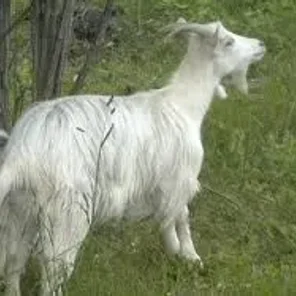 Russian White