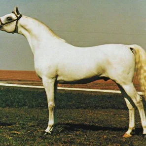 EL AZRAFF