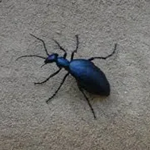 Beware the Blister Beetle (Epicauta vittata)