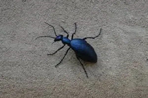 Blister Beetles in many colors and shapes!