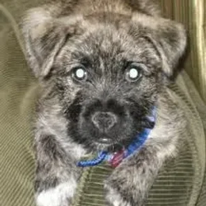 Peka-A-West (Designer Dog)