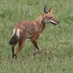 Abyssinian (Simien)