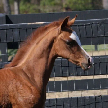 Our 2014 Amado De Jamaal Colt out of our mare, Ssultry