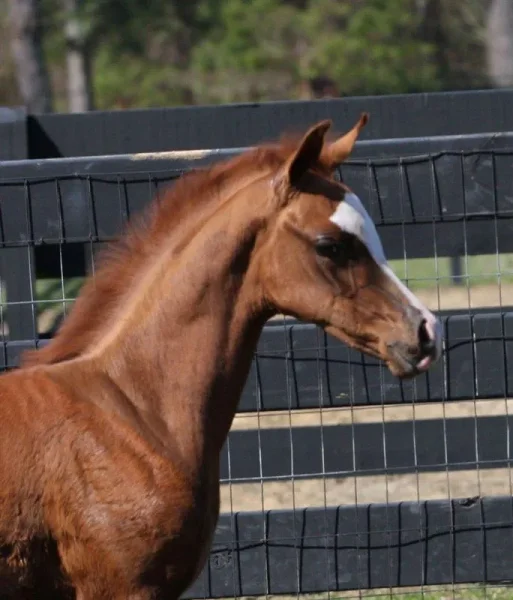 Our 2014 Amado De Jamaal Colt out of our mare, Ssultry