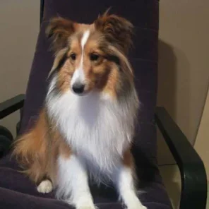 Lost Dog Reward - Sheltie resembles mini Lassie or Collie