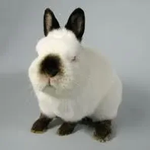 Himalayan