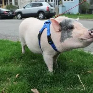 How to Potty Train Your Micro Mini Pet Pig