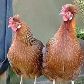 Altsteirer