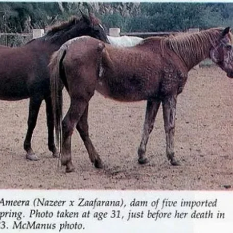El Ameera