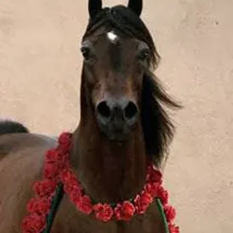 National Champion Stallion...Mishaah