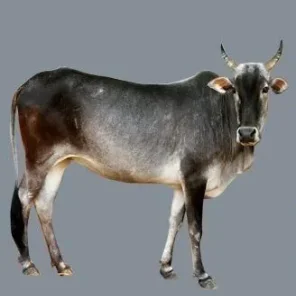 Kenkhatha