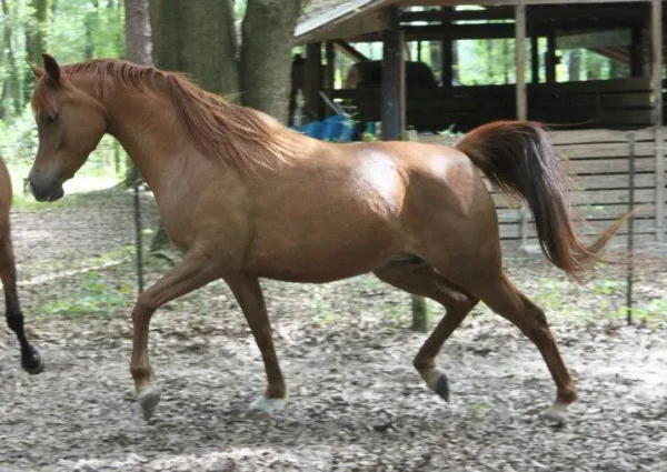 Le Diva