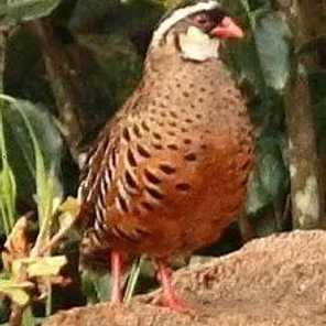 Painted Bush Quail