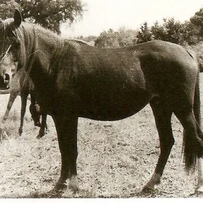 ALHAJA