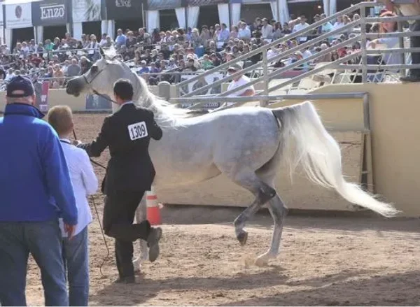 Jizette entering the showring at Scottsdale.