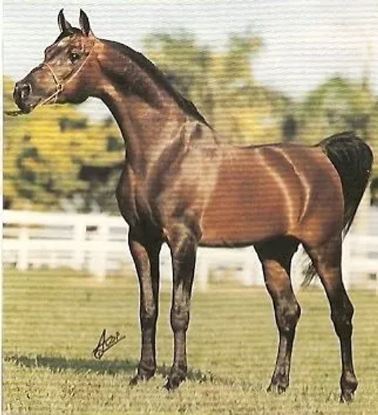 Alceni