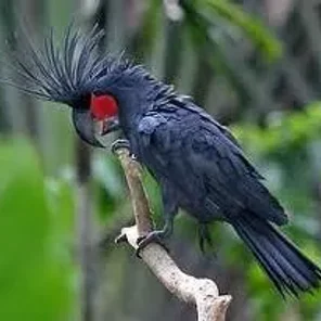 Black Palm