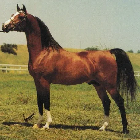 
          Photo by Luxemere Arabians
        