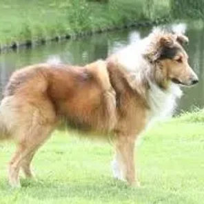 Shollie (Designer Dog)