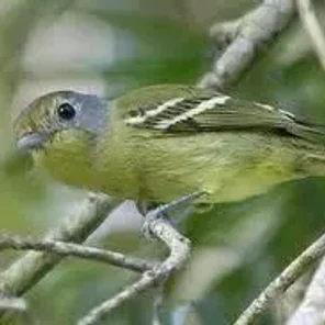 Grey-headed