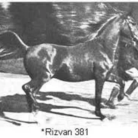 Rizvan
