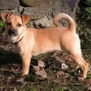 Jug (Designer Dog)