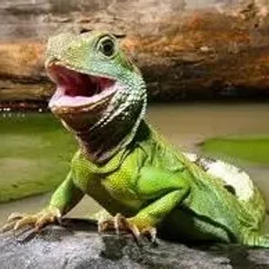 Water Dragon