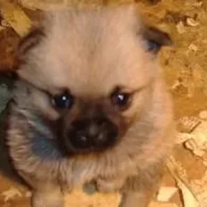 Pom-A-Pug (Designer Dog)