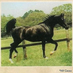 NV COCOA