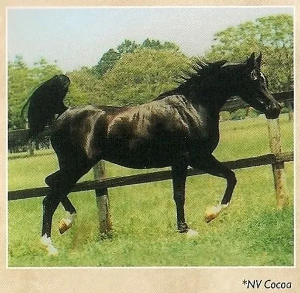 NV COCOA