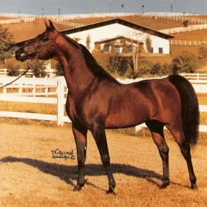 Limazar
