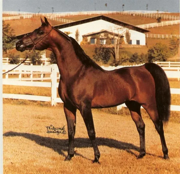 Limazar