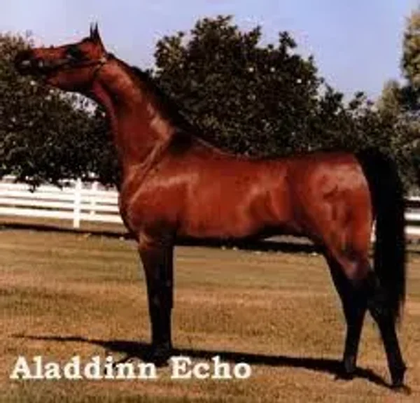 ALADDINN ECHO