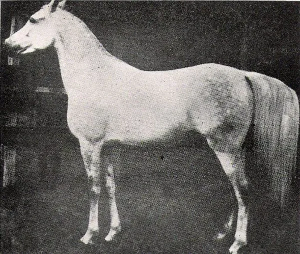 MAHROUSSA