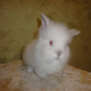 Loving Bunny's Pointed REW Doe 1