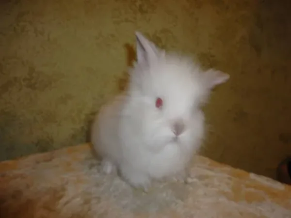 Loving Bunny's Pointed REW Doe 1