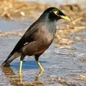 Gray-Backed Myna