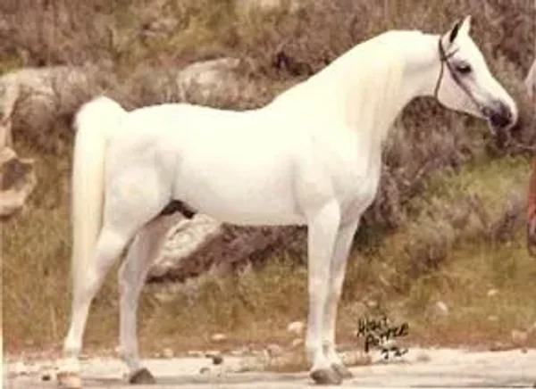El Glaoui