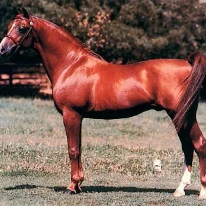 *BARICH DE WASHOE