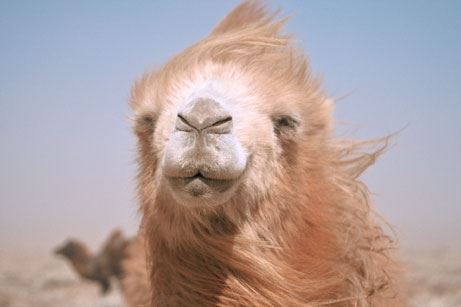 What About Camels