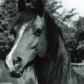 Elzunia