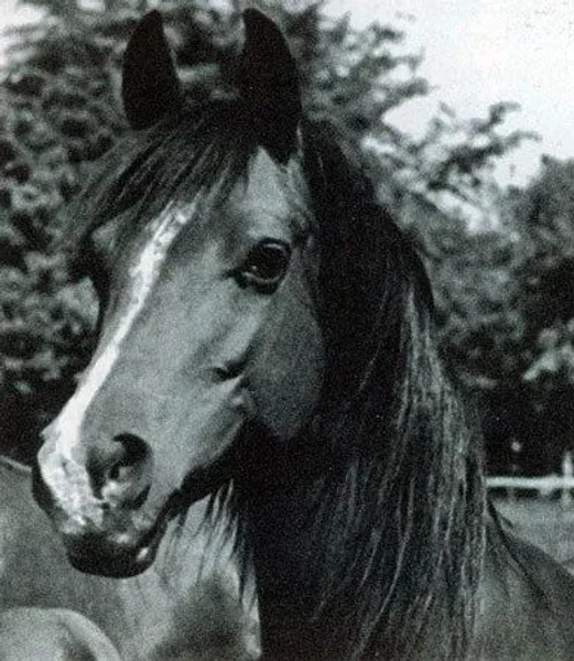 Elzunia