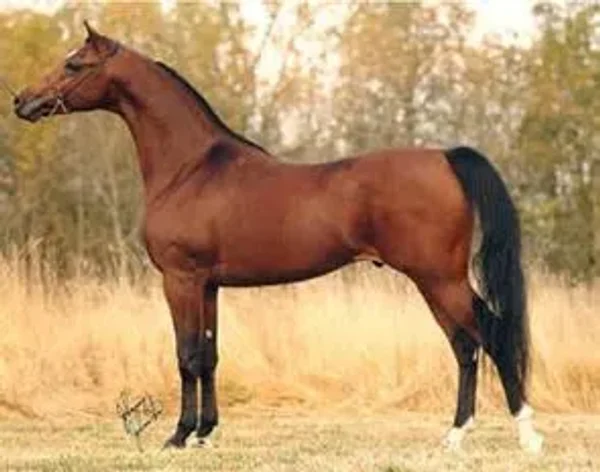 MONDIAL