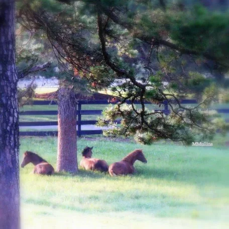 2008 Foal Crop